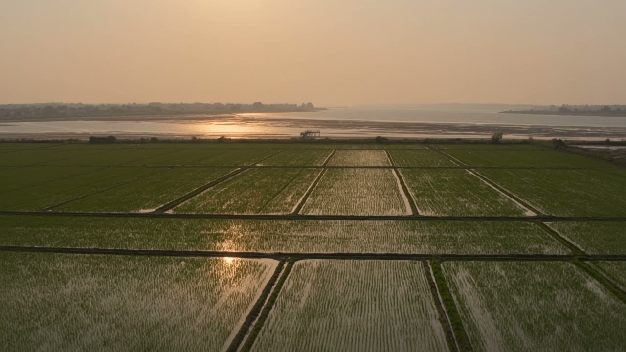 Rice fields of Comporta at golden hour